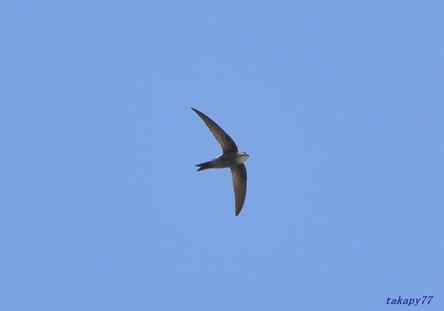 アマツバメ2404bg20s.jpg