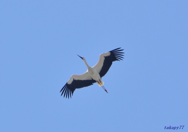 コウノトリ2404aa25s.jpg