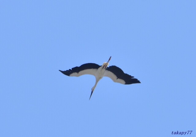 コウノトリ2404ab25s.jpg