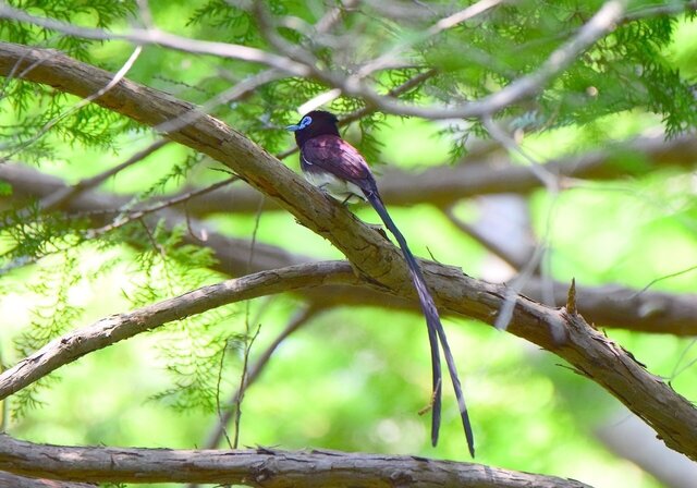サンコウチョウ1505aib.jpg