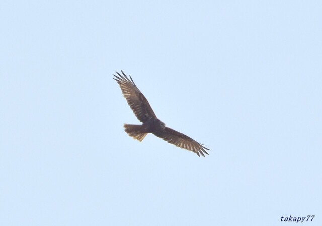チュウヒ2412aa25s.jpg