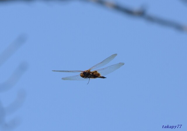 ネキトンボ♀2109ab35s.jpg