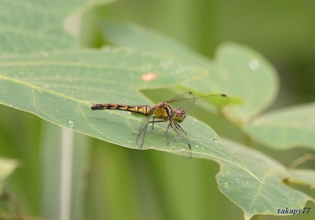マユタテアカネ2109aa40s.jpg