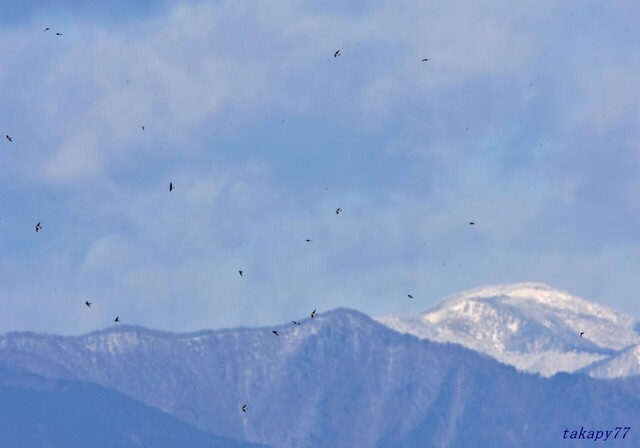 冬山・イワツバメ2501ab57s.jpg