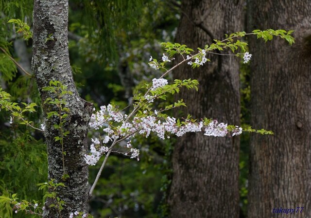 桜1904bb57t.jpg