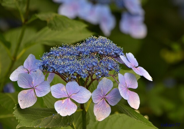 紫陽花2406aa57s.jpg